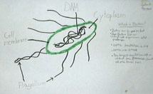 A student diagram of the cell membrane